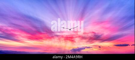 Ein einzelner Vogel als Silhouette fliegt zum farbenfrohen Sonnenuntergang im Banner Image Format Stockfoto