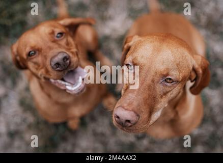 Zwei Hunde im Freien Stockfoto