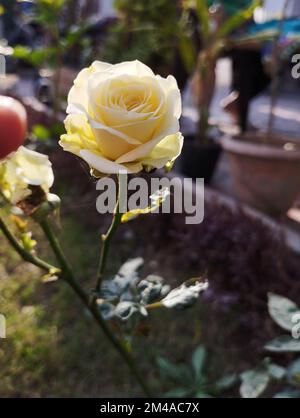 Sonnenstrahlen auf wunderschönen weißen Blumen mit grünen Blättern im Garten Stockfoto