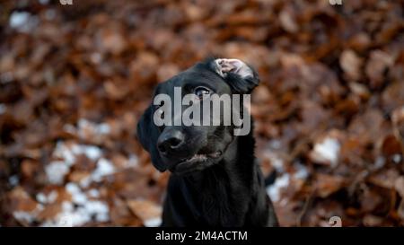 Porträt eines wunderschönen jungen, schwarzen labrador Retriever Hundes mit einem Ohr nach hinten geklappt, der sehr aufmerksam auf eine Bestellung oder ein Leckerbissen wartet. Stockfoto