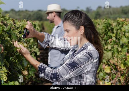 Nahaufnahme einer Frau, die Weintrauben in einem Weinberg schneidet Stockfoto