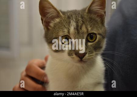Eine Hand, die das süße kleine Tabby-Kätzchen streichelt - ein Mischkätzchen-Porträt Stockfoto
