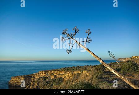 Agave mit dem Stamm, der sich zum Meer neigt. Klippen von Cama de Vaca, Bezirk Faro, Lagos, Portugal Stockfoto