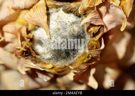 Eine Nahaufnahme von grünem Schimmel auf der Wurzel verdorbener Ananasfrüchte, die die Partikel von schimmeligen Pilzen auf verrotteten Früchten zeigt, biologisch abbaubare verrottete Lebensmittelabfälle Stockfoto