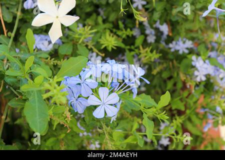 Blaue Blumen, blaue und weiße Blumen mit grünem Laubhintergrund. Naturbegriff und -Idee. Selektiver Fokus. Stockfoto
