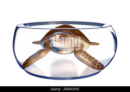 Meeresschildkröte schwimmt in einer Schüssel – 3D Abbildung isoliert auf weißem Hintergrund Stockfoto