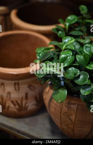 Vertikale Nahaufnahme einer Pflanze in einem Topf mit Keramikgegenständen im Hintergrund Stockfoto