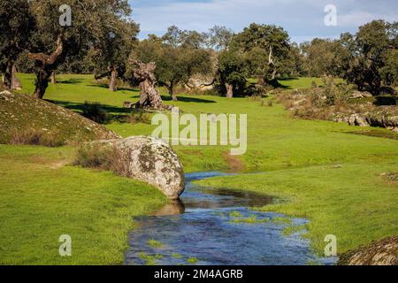 Landschaft mit Bach in der Dehesa de la Luz. Extremadura. Spanien. Stockfoto