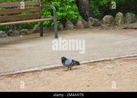 Eine Felsentaube (Columba livia) in einem Park mit einer Holzbank im Hintergrund Stockfoto