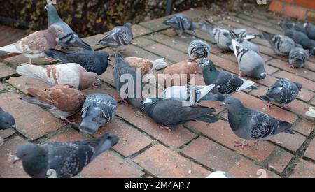 Tauben, Tauben - Vogelschar auf den alten Stadtmauern, Posen, Polen. Stockfoto