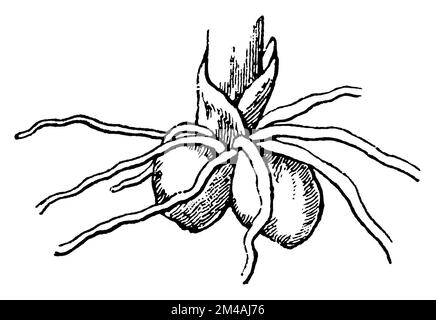 Grünflügelorchidee, Wurzel, Anacamptis morio (Botanisches Buch, 1900), Kleine Knabenkraut, Wurzel, Orchis bouffon, racine Stockfoto