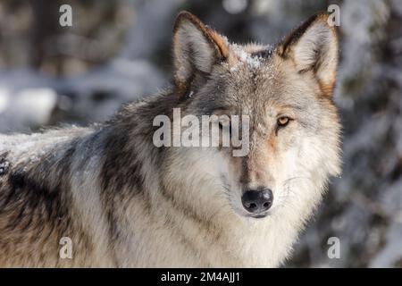 Das Wolfsporträt wird von einem Fahrzeug in einem Auszug aufgenommen. Ein grauer Wolf, der direkt in die Kamera schaut. Stockfoto