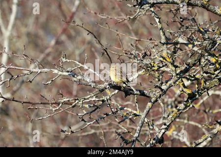 Yellowhammer im Winter auf einem Ast Stockfoto