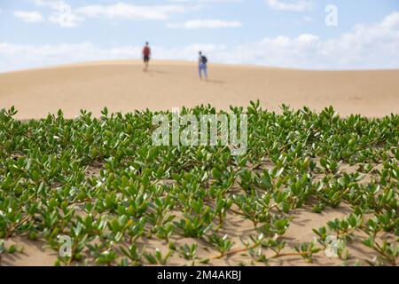 Grüne Pflanzen in Sanddünen vor Wüstenlandschaft. Stockfoto