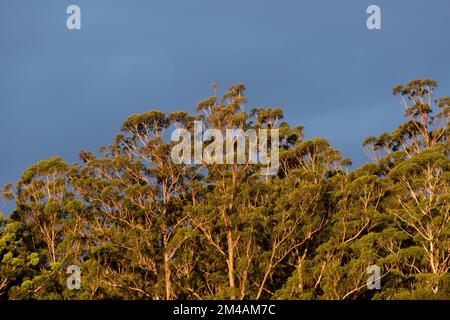 Grüne Baumkronen von überfluteten Kaugummi-Bäumen, Eukalyptus grandis, erleuchtet von der untergehenden Sonne unter einem dunkelblauen Himmel. Regenwald in Queensland, Australien. Speicherplatz kopieren. Stockfoto