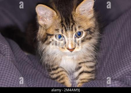 Porträt eines kleinen, sehr jungen Kätzchens. Kitty mit großen Augen nähert sich einem Bettlaken. Süße kleine Katze mit süßem Gesicht. Süße amerikanische Kurzhaar-Kätzchen Stockfoto