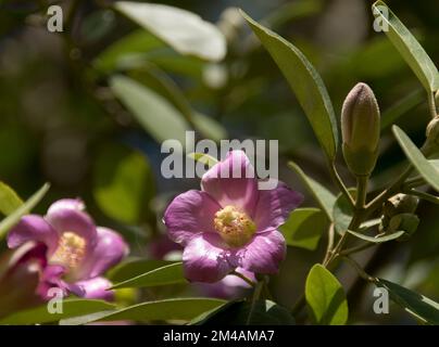 Rosa Blüten von Norfolk Island Hibiscus Tree, Lagunaria patersonia, in Queensland, Australien. Glänzende Blütenblätter mit gelbem Pistil. Grüner Blatthintergrund. Stockfoto