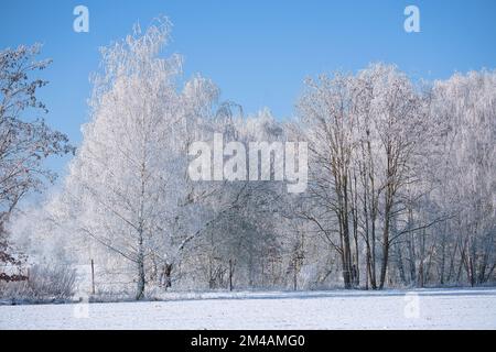 Winterlandschaft mit eisigen, verschneiten Birkenbäumen auf schneebedeckten Feldern. Frostige Landschaft zu Weihnachten. Stockfoto