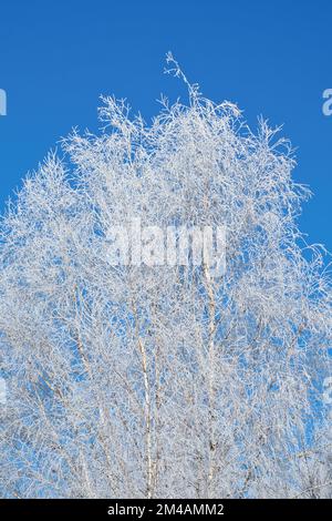 Gefrorener Birkenbaum mit Schnee bedeckt. Gefrorene Äste, die mit Eiskristallen bedeckt sind. Naturschuss vom Baum Stockfoto