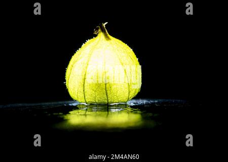 Physalis auf schwarzem nassem Boden mit schwarzem Hintergrund. Beleuchtete Früchte. Vitamin-C-reiche Früchte. Strukturen im Detail dargestellt. Fotoessen Stockfoto