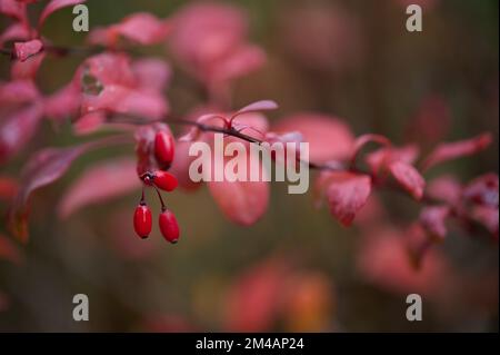 Naht winziger roter Beeren des Berberis Thunbergii-Baumes mit sanft rosa Blättern, die am Herbsttag im Wald wachsen Stockfoto