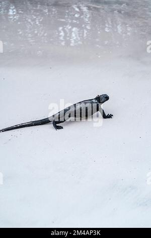 Galapagos Meerechsen Wandern auf weißem Sand in der Nähe von sauberem Meerwasser am Strand Stockfoto