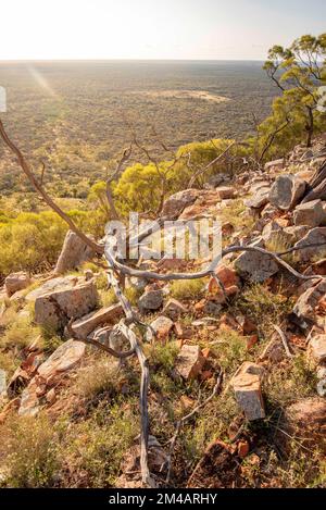 Ein gefallener toter Wüstenblutholzbaum (Corymbia terminalis) hängt am Felshang an der Seite des Mount Oxley im Nordwesten von New South Wales, Australien Stockfoto