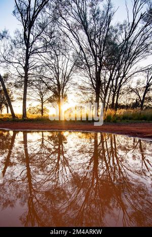 Desert Bloodwood Trees (Corymbia terminalis) reflektieren in einer Pfütze im Morgenlicht auf dem Gipfel des Mount Oxley im Nordwesten von New South Wales, Australien Stockfoto