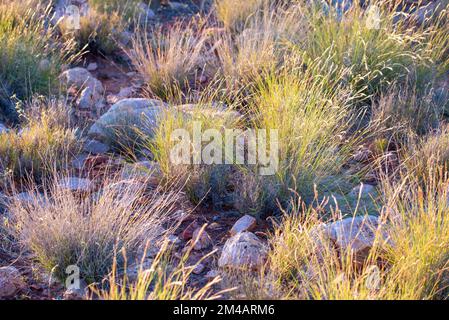 Einheimisches australisches Mitchell Grass (Astrebla lappacea), das zwischen metamorphen Quarzitfelsen am Mount Oxley an der Outback Rossmore Station wächst Stockfoto