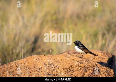 Ein einheimischer australischer Vogel, bekannt als willy Wagtail (Rhipidura-Leukophrys), auf der Suche nach Insekten in langen einheimischen Gräsern in der Nähe Stockfoto