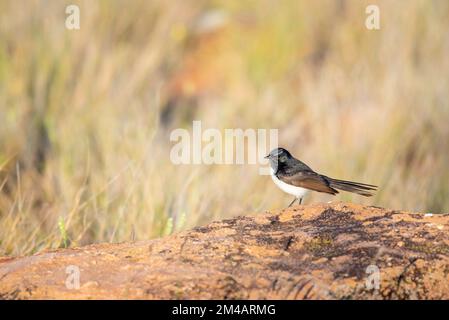 Ein einheimischer australischer Vogel, bekannt als willy Wagtail (Rhipidura-Leukophrys), auf der Suche nach Insekten in langen einheimischen Gräsern in der Nähe Stockfoto