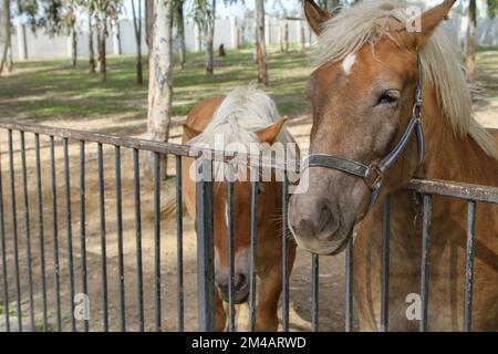 Kleine Pferde hinter dem Zaun, braunes Pony im Zoo, Eisenzaun. Stockfoto