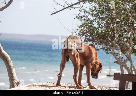 Affe und Hund als beste Monster spielen fröhlich am Strand des Ozeans Stockfoto