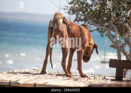 Freundschaft zwischen einem Affen und einem Hund, am Strand spielen und Spaß haben Stockfoto