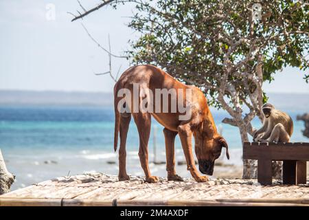 Freundschaft zwischen einem Affen und einem Hund, am Strand spielen und Spaß haben Stockfoto