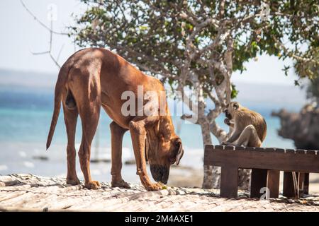 Freundschaft zwischen einem Affen und einem Hund, am Strand spielen und Spaß haben Stockfoto