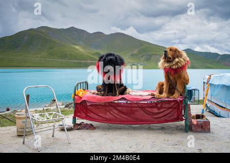 Zwei tibetische Mastilien, die auf einem alten Bett sitzen und darauf warten, dass ein Tourist bezahlt, um mit ihnen fotografiert zu werden. Autonome Region Tibet. China. Stockfoto