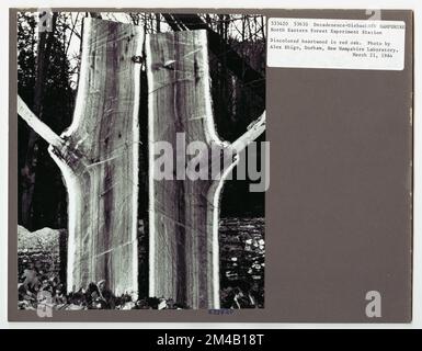 Disease Control - Wyoming. Fotografien zu National Forests, Resource Management Practices, Personal sowie Kultur- und Wirtschaftsgeschichte Stockfoto