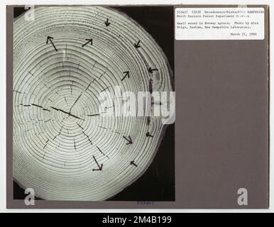 Disease Control - Wyoming. Fotografien zu National Forests, Resource Management Practices, Personal sowie Kultur- und Wirtschaftsgeschichte Stockfoto