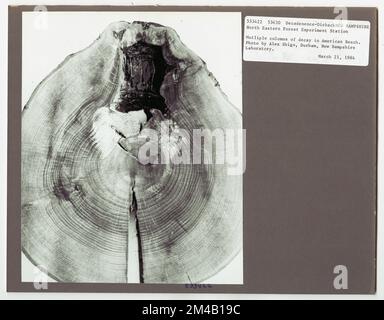 Disease Control - Wyoming. Fotografien zu National Forests, Resource Management Practices, Personal sowie Kultur- und Wirtschaftsgeschichte Stockfoto