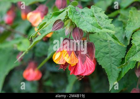 ABUTILON ORANGE HEISSE LAVA, flackernde und gewellte Blüten mit leuchtenden, roten Adern-Orangenblüten Stockfoto