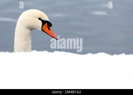 München, Deutschland. 20.. Dezember 2022. Ein Schwan schwimmt am schneebedeckten Ufer des Nymphenburger Kanals. Kredit: Sven Hoppe/dpa/Alamy Live News Stockfoto