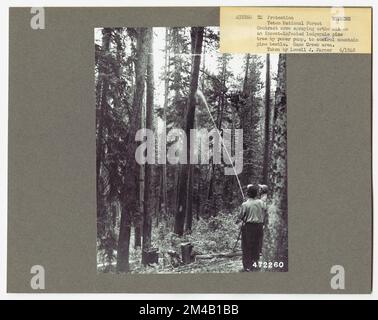 Disease Control - Wyoming. Fotografien zu National Forests, Resource Management Practices, Personal sowie Kultur- und Wirtschaftsgeschichte Stockfoto