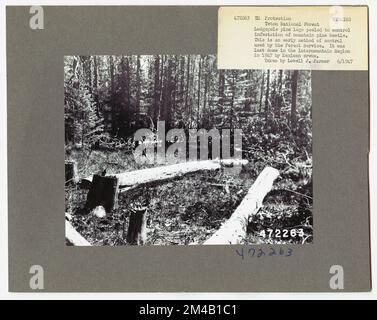 Disease Control - Wyoming. Fotografien zu National Forests, Resource Management Practices, Personal sowie Kultur- und Wirtschaftsgeschichte Stockfoto