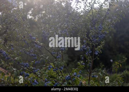 Eine Reihe von violetten Pflaumen, die bei Tageslicht auf Holzbaumzweigen in einem Garten wachsen Stockfoto