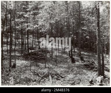 Ausdünnung – Wyoming. Fotografien zu National Forests, Resource Management Practices, Personal sowie Kultur- und Wirtschaftsgeschichte Stockfoto