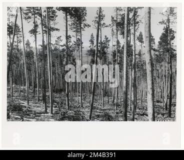 Ausdünnung – Wyoming. Fotografien zu National Forests, Resource Management Practices, Personal sowie Kultur- und Wirtschaftsgeschichte Stockfoto