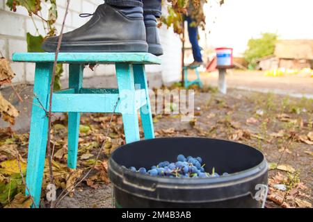 Unschärfe-Eimer blauer Trauben. Rotweintrauben auf Reben im Weinberg, Nahaufnahme. Winzer, Die Trauben Ernten. Mann, der Trauben auf dem Weinberg erntet. Aus o Stockfoto