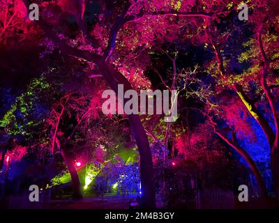 Los Angeles, Kalifornien, USA 19.. Dezember 2022. Enchanted Forest of Light ist ein magisches, verkörpertes, interaktives abendliches Erlebnis in La Canada Flintridge, Los Angeles, mit einem 1,5 km langen Spaziergang durch einzigartige Lichterlebnisse in einigen der beliebtesten Gegenden von Descanso Gardens: Der ganze Wald wird beleuchtet wie ein Weihnachtsbaum oder eine Menorah und ist ab dem 20. November geöffnet. 8 Uhr (geschlossen am 24. November, 24. Und 25. Dezember), geöffnet 5:30''„10pm. Eintrittszeiten: 5:30pm, 6pm:30pm, 6:30pm, 7pm:7, 8pm & 8:30pm. Tickets: 22 $''$28 $ für Mitglieder von Descanso Gardens, 34 $''$40 $ für Nichtmitglieder. (Kreditbild: © Amy Katz/ZU Stockfoto