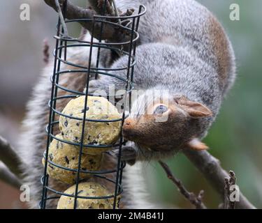 Graues Eichhörnchen, das fette Kugeln aus dem Vogelfutter isst Stockfoto